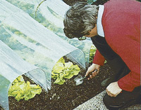 Tunnel Fr�hbeet Weslon WPC